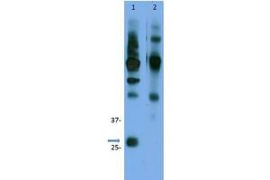 Immunoprecipitation (IP) image for anti-Cyclin D3 (CCND3) (C-Term) antibody (ABIN5706819)