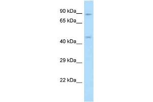 WB Suggested Anti-RGD1307830 Antibody Titration: 1. (ODR4 Antikörper  (C-Term))