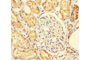 Immunohistochemistry of paraffin-embedded human kidney tissue using ABIN7170944 at dilution of 1:100 (SUOX Antikörper  (AA 80-545))