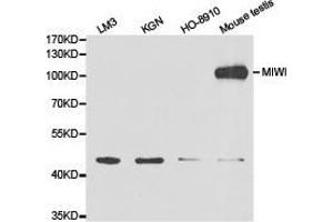 Western Blotting (WB) image for anti-Piwi-Like 1 (PIWIL1) antibody (ABIN1874144)