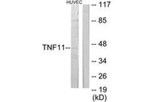 Western blot analysis of extracts from HuvEc cells, using TNFSF11 Antibody.