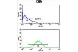 CNDP1 Antibody (C-term) flow cytometry analysis of CEM cells (bottom histogram) compared to a negative control cell (top histogram). (CNDP1 Antikörper  (C-Term))