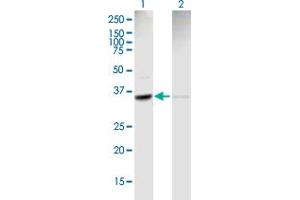 Western Blot analysis of ACTR2 expression in transfected 293T cell line by ACTR2 MaxPab polyclonal antibody. (ACTR2 Antikörper  (AA 1-339))