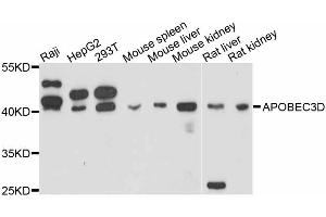 Western blot analysis of extracts of various cell lines, using APOBEC3D antibody (ABIN4902926) at 1:3000 dilution. (APOBEC3D Antikörper)