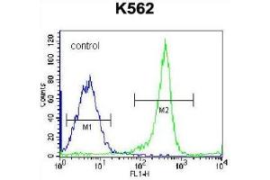 Flow Cytometric analysis of K562 cells using EIF3CL Antibody (N-term) Cat. (EIF3C Antikörper  (N-Term))