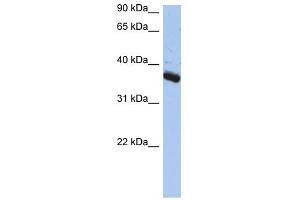 BUB3 antibody used at 1 ug/ml to detect target protein. (BUB3 Antikörper)