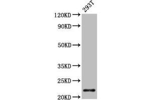 Western Blot Positive WB detected in: 293T whole cell lysate All lanes: CHMP1A antibody at 4. (CHMP1A Antikörper  (AA 1-196))