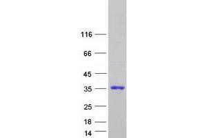 Validation with Western Blot (APOBEC2 Protein (Myc-DYKDDDDK Tag))