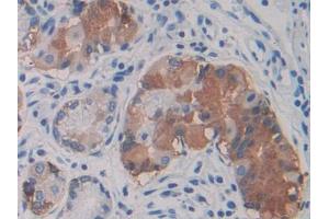 DAB staining on IHC-P; Samples: Human Stomach Tissue (VWA1 Antikörper  (AA 42-289))