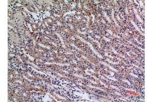 Immunohistochemical analysis of paraffin-embedded mouse kidney, antibody was diluted at 1:100. (JAG1 Antikörper  (Internal Region))