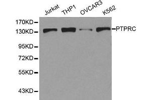 Western blot analysis of extracts of various cell lines, using PTPRC antibody. (CD45 Antikörper  (AA 890-990))