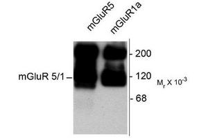 Image no. 1 for anti-Glutamate Receptor, Metabotropic 5/1a (GRM5/1a) (C-Term) antibody (ABIN372670) (GRM1a / GRM5 Antikörper  (C-Term))