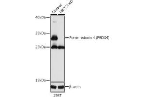 Western blot analysis of extracts from normal (control) and Peroxiredoxin 4 (Peroxiredoxin 4 (PRDX4)) knockout (KO) 293T cells, using Peroxiredoxin 4 (Peroxiredoxin 4 (PRDX4)) antibody (ABIN3022011, ABIN3022012, ABIN3022013 and ABIN1513410) at 1:1000 dilution. (Peroxiredoxin 4 Antikörper  (AA 38-271))