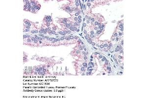 Immunohistochemistry with Human Prostate lysate tissue at an antibody concentration of 5. (NAB1 Antikörper  (N-Term))