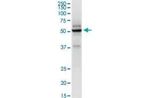 Immunoprecipitation of TRIM21 transfected lysate using anti-TRIM21 MaxPab rabbit polyclonal antibody and Protein A Magnetic Bead , and immunoblotted with TRIM21 purified MaxPab mouse polyclonal antibody (B01P) . (TRIM21 Antikörper  (AA 1-475))