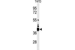 Western blot analysis of VTCN1 Antibody (Center) in T47D cell line lysates (35 µg/lane). (VTCN1 Antikörper  (Middle Region))