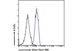 (ABIN5539582) Flow cytometric analysis of paraformaldehyde fixed K562 cells (blue line), permeabilized with 0. (STAT5A Antikörper  (AA 681-692))