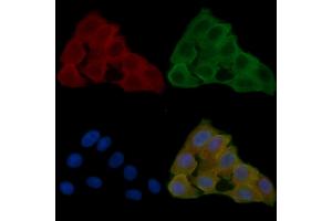 ABIN6261665 and ABIN6278570 staining Hela cells(24h of starvation treatment) by IF/ICC. (FASTKD2 Antikörper  (Internal Region))