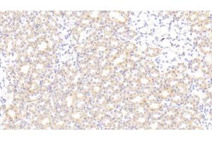 Detection of SNCa in Rat Kidney Tissue using Polyclonal Antibody to Synuclein Alpha (SNCa) (SNCA Antikörper  (AA 23-140))