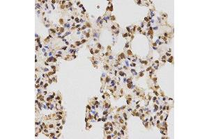 Immunohistochemistry (IHC) image for anti-Histone 3 (H3) (H3R17me) antibody (ABIN3023283) (Histone 3 Antikörper  (H3R17me))