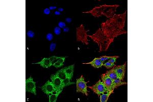 Immunocytochemistry/Immunofluorescence analysis using Mouse Anti-EAAC1 Monoclonal Antibody, Clone S180-41 . (SLC1A1 Antikörper  (AA 1-524) (FITC))