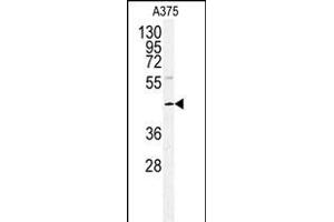 Western blot analysis of POLDIP2 antibody (Center) (ABIN391926 and ABIN2841736) in  cell line lysates (35 μg/lane). (POLDIP2 Antikörper  (AA 105-133))