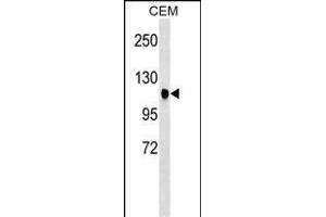 ATXN7 Antibody (Center) (ABIN1538351 and ABIN2848592) western blot analysis in CEM cell line lysates (35 μg/lane). (ATXN7 Antikörper  (AA 354-381))
