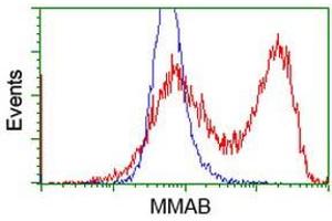 Flow Cytometry (FACS) image for anti-Methylmalonic Aciduria (Cobalamin Deficiency) CblB Type (MMAB) antibody (ABIN1499509) (MMAB Antikörper)