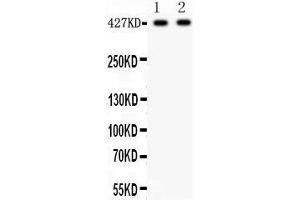 Anti- Dystrophin Picoband antibody, Western blotting All lanes: Anti Dystrophin  at 0.