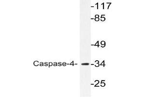 Western blot (WB) analyzes of Caspase-4 antibody in extracts from K562 cells. (Caspase 4 Antikörper)