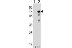 Western Blotting (WB) image for anti-Ubiquitin Specific Peptidase 2 (USP2) antibody (ABIN3001466) (USP2 Antikörper)