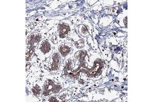 Immunohistochemical staining of human breast with PEX13 polyclonal antibody  strong cytoplasmic positivity in glandular cells.