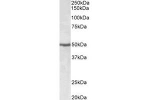 Staining of Jurkat lysate using EEF1A2 Antibody at 0. (EEF1A2 Antikörper  (Internal Region))