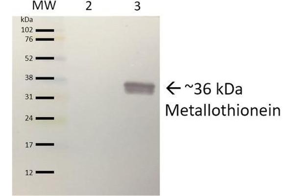 Metallothionein Antikörper
