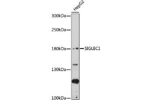 Western blot analysis of extracts of HepG2 cells, using SIGLEC1 antibody (ABIN7270291) at 1:1000 dilution. (Sialoadhesin/CD169 Antikörper  (AA 50-300))