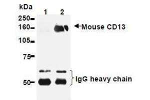 Western Blotting (WB) image for anti-Alanyl (Membrane) Aminopeptidase (ANPEP) antibody (ABIN1449277) (CD13 Antikörper)