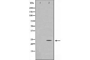 Western blot analysis on COS7 cell lysate using Glucagon Antibody,The lane on the left is treated with the antigen-specific peptide. (Glucagon Antikörper)