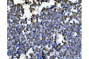 IHC analysis of PC4/SUB1 using anti-PC4/SUB1 antibody (ABIN7602184). (SUB1 Antikörper  (AA 62-127))