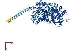 CYP4V2 Protein (AA 1-525) (His tag)