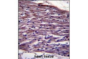 UNC45B Antibody (N-term) (ABIN657903 and ABIN2846854) immunohistochemistry analysis in formalin fixed and paraffin embedded human heart tissue followed by peroxidase conjugation of the secondary antibody and DAB staining. (UNC45B Antikörper  (N-Term))