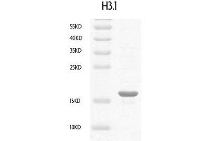 Recombinant Histone H3.