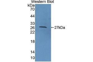 Detection of Recombinant CDC42, Human using Polyclonal Antibody to Cell Division Cycle Protein 42 (CDC42) (CDC42 Antikörper  (AA 1-188))