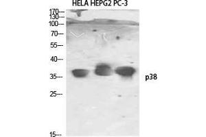 Western Blot (WB) analysis of HeLa HepG2 PC-3 using p38 Polyclonal Antibody. (MAPK14 Antikörper)