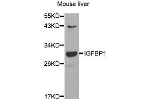 Western Blotting (WB) image for anti-Insulin-Like Growth Factor Binding Protein 1 (IGFBPI) (AA 26-259) antibody (ABIN6219959) (IGFBPI Antikörper  (AA 26-259))