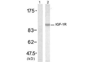 Western blot analysis of extract from 293 cells, using IGF-1R (Ab-1346) antibody (E021303, Lane 1 and 2). (IGF1R Antikörper)