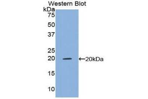 Western Blotting (WB) image for anti-Tumor Necrosis Factor alpha (TNF alpha) (AA 63-233) antibody (ABIN1172391) (TNF alpha Antikörper  (AA 63-233))