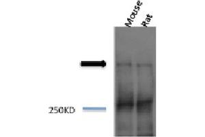 Western blot analysis of Mouse, Rat brain cell lysates showing detection of Piccolo protein using Rabbit Anti-Piccolo Polyclonal Antibody . (Piccolo Antikörper  (HRP))