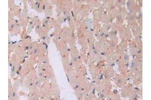 Immunohistochemistry (IHC) image for anti-Pannexin 1 (PANX1) (AA 77-260) antibody (ABIN7439189)