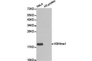 Western Blotting (WB) image for anti-Histone 3 (H3) (H3K4me) antibody (ABIN1872994) (Histone 3 Antikörper  (H3K4me))