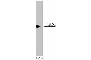 Western blot analysis of ECA39 on HeLa lysate. (BCAT1 Antikörper  (AA 213-335))